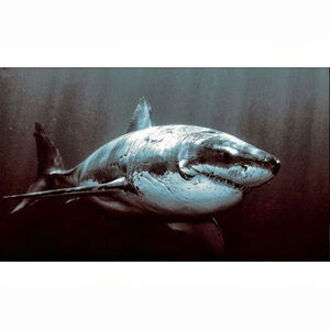 Meet your Posher, Billy